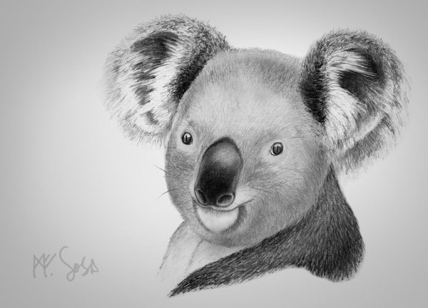 Коала скетч