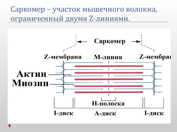 Схема саркомера мышечного волокна