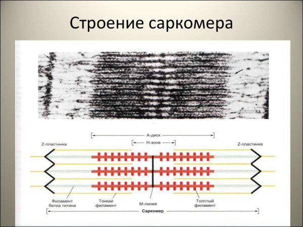 Структура саркомера физиология