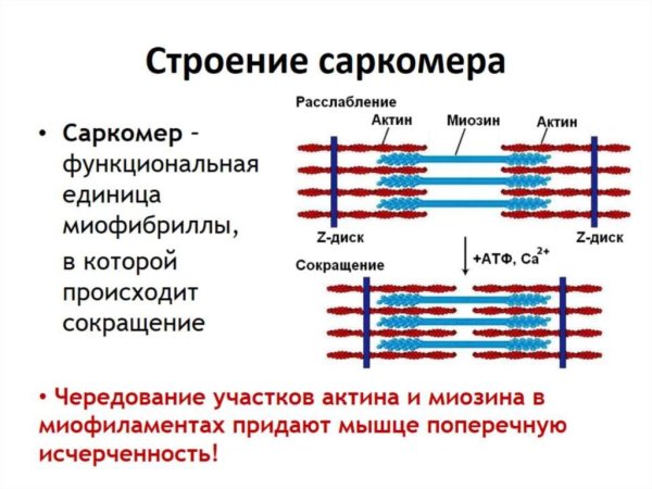Строение миофибриллы саркомер