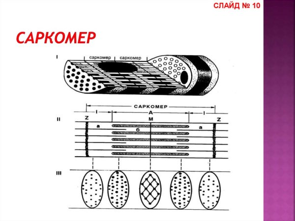 Саркомер строение рисунок