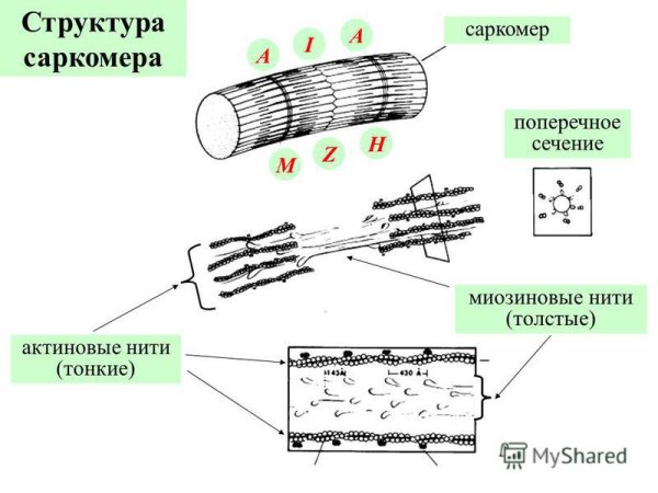 Строение саркомера гистология рисунок