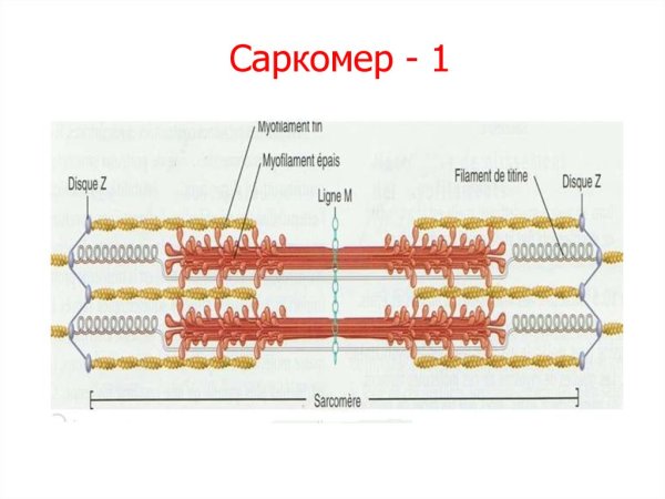 Схема саркомера мышечного волокна