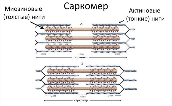 Строение миофибриллы саркомер