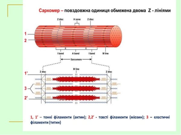 Мышцы строение саркомера