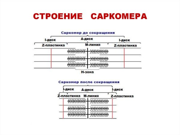 Саркомер гистология