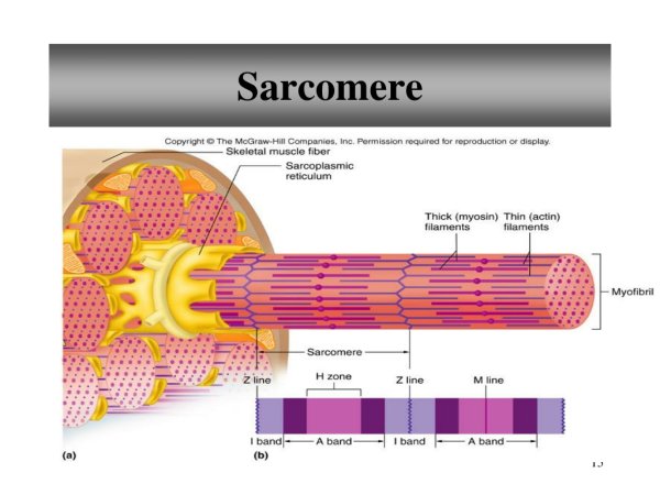 Структурная организация миофибриллы. Саркомер.