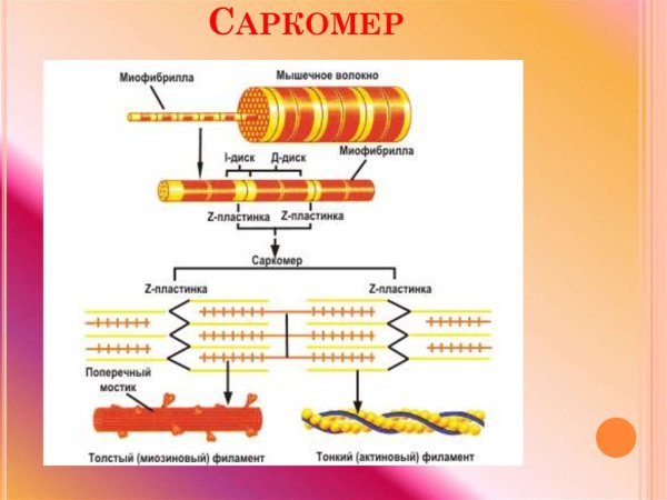 Сокращение саркомера