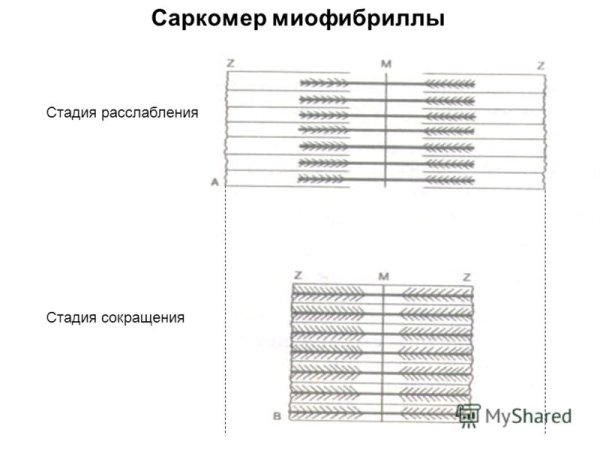 Мышцы строение саркомера