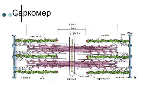 Строение саркомера мышечного волокна