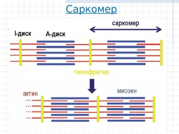 Саркометр мышечного волокна