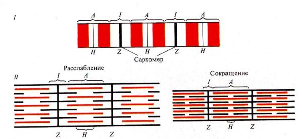 Саркомер состоит из