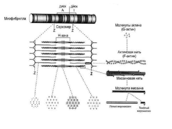 Строение мышечного волокна актин и миозин