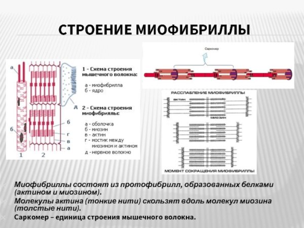 Структура миофибриллы саркомер