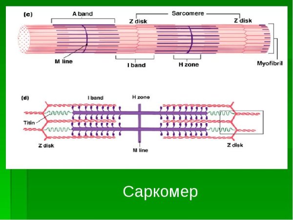 Мышечное волокно саркомер