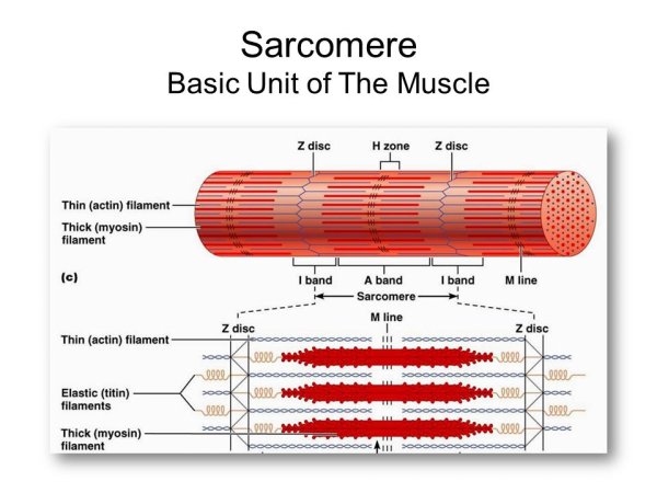 Схема саркомера миофибриллы мышечного волокна
