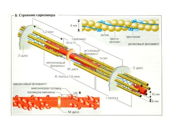 Схема саркомера миофибриллы мышечного волокна