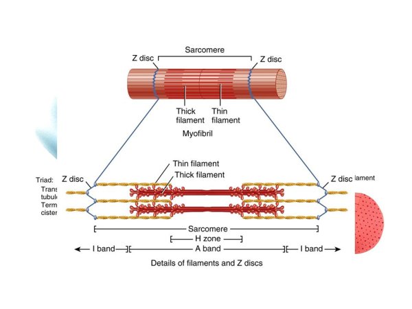 Сокращение мышцы саркомер физиология