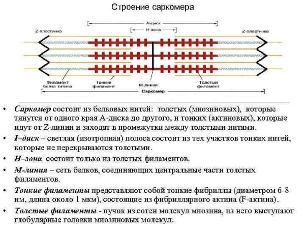 Строение мышечной ткани саркомер