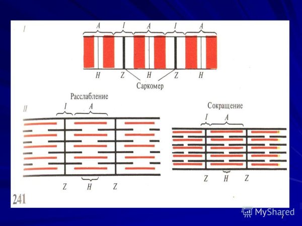 Структура саркомера физиология
