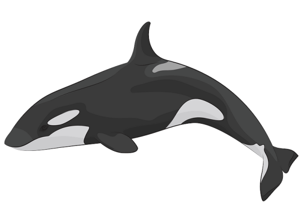 Касатка мультяшная