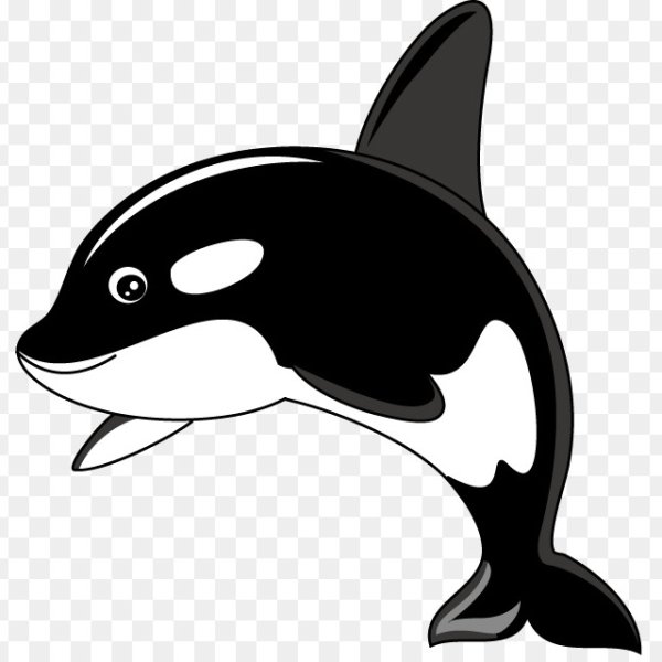 Касатка на белом фоне