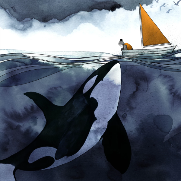 Касатка иллюстрация