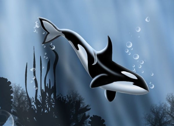 Касатка гуашью