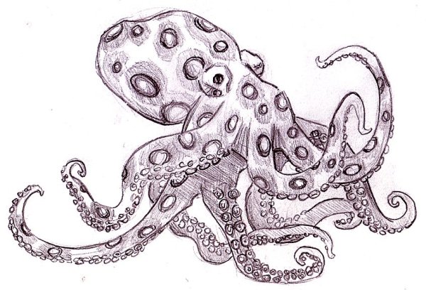 Осьминог арт