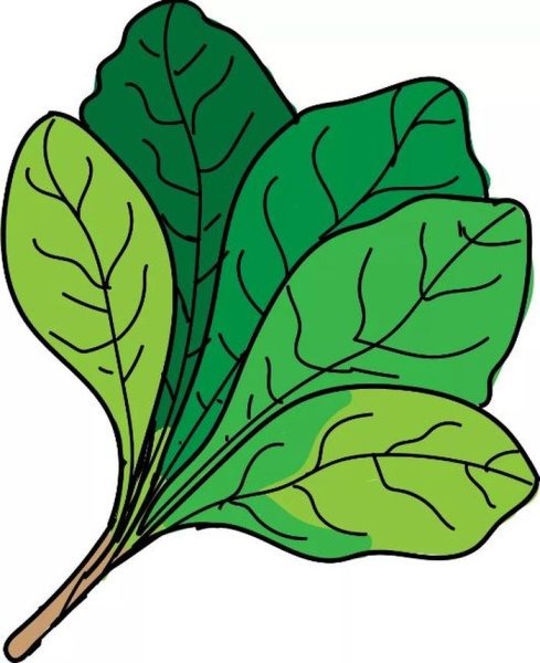 Листья щавеля