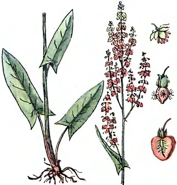 Щавель кислый плод