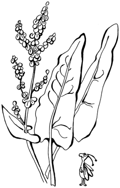 Щавель конский