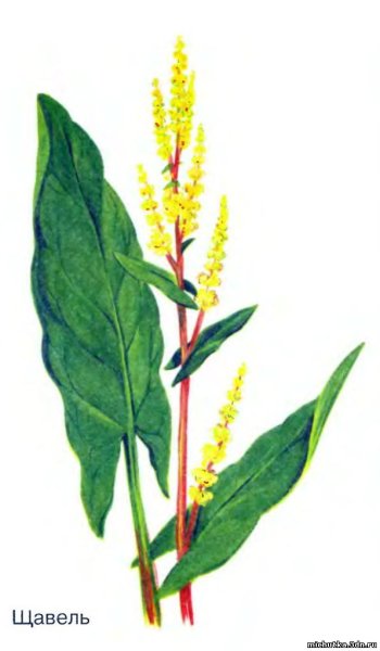 Щавель рисунок для детей