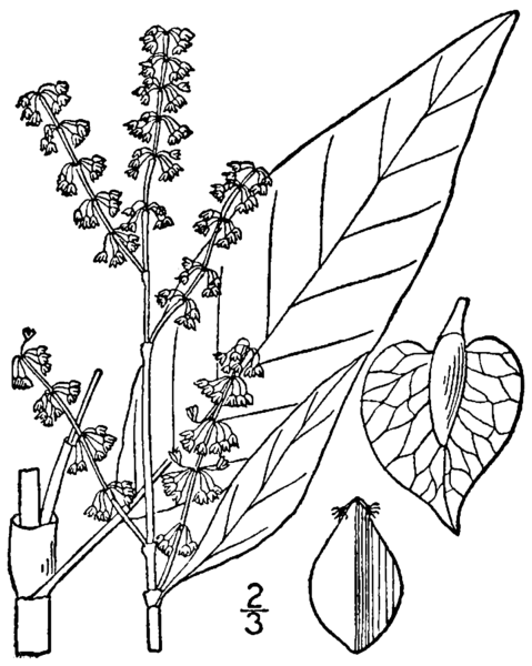 Щавель конский