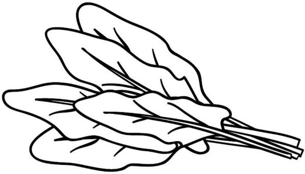 Щавель раскраска для детей