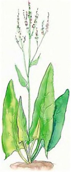 Щавель рисунок для детей