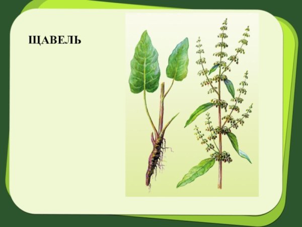 Конский щавель корень