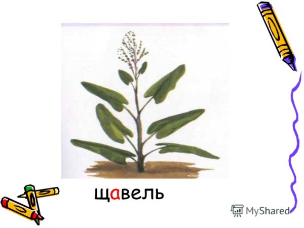 Нарисовать щавель