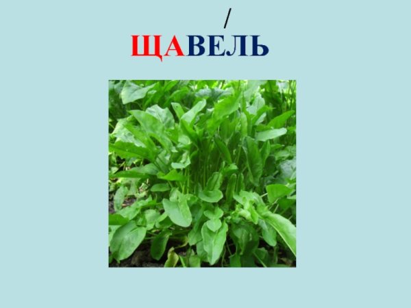 Щавель словарное слово