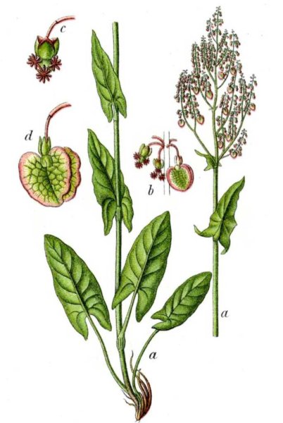 Щавель обыкновенный. Ботаническая иллюстрация