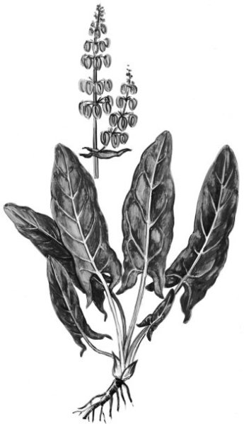 Щавель конский