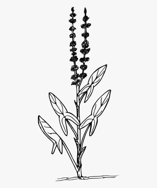 Щавель раскраска для детей