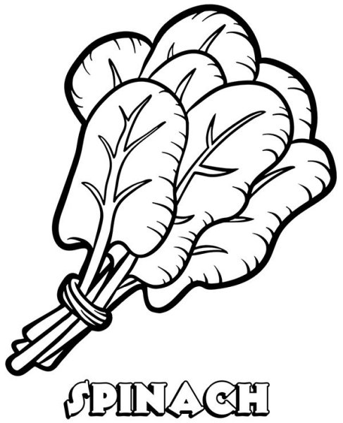 Щавель раскраска