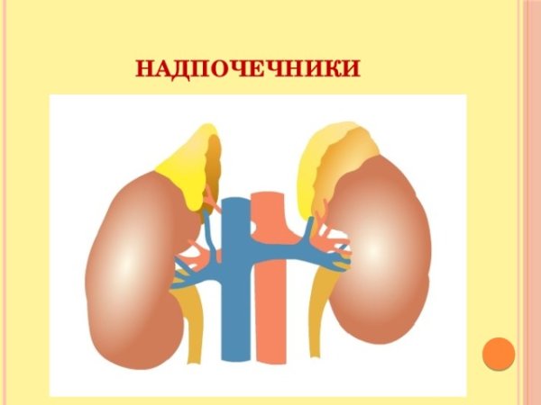 Надпочечники без фона