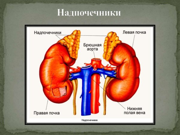 Строение почек и надпочечников человека