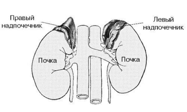Почки и надпочечники схема