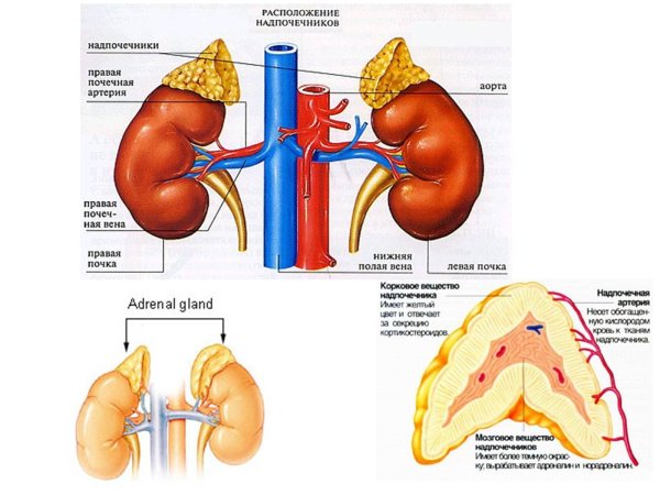 Анатомия надпочечников человека