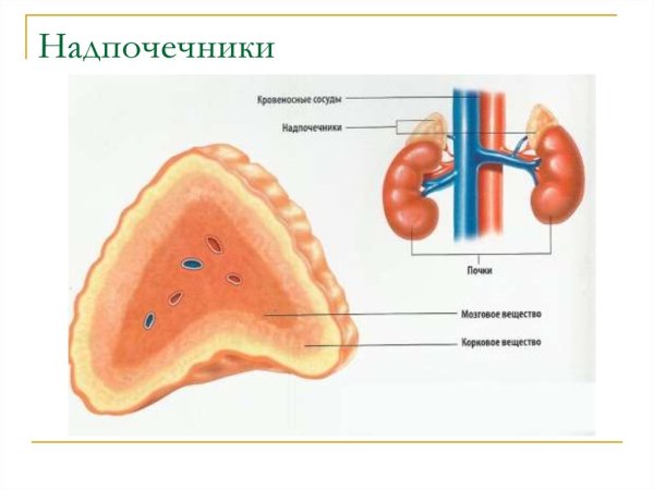 Почки и надпочечники