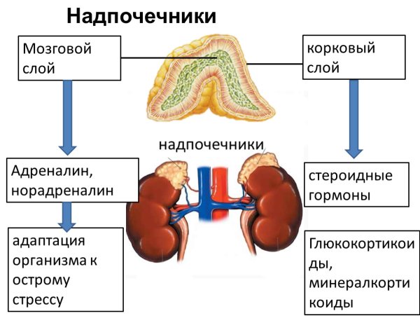 Хромаффинные клетки мозгового слоя надпочечников