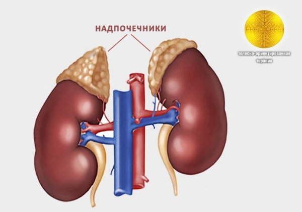 Надпочечники железа